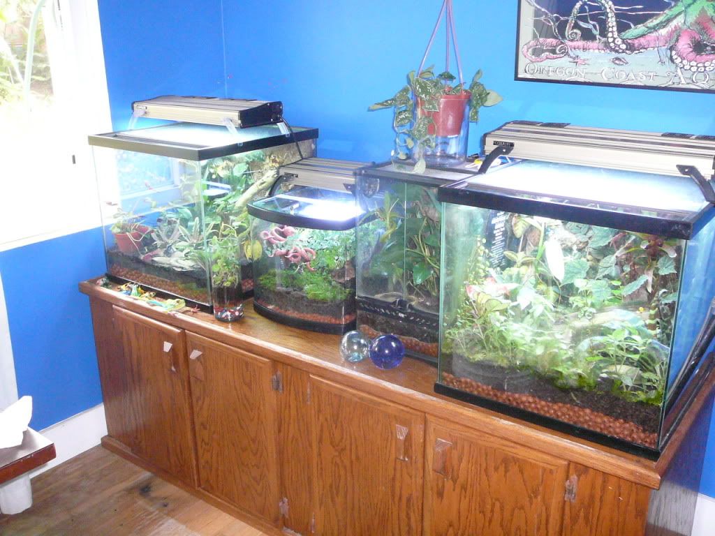 PNW Tree Octopus habitat! Dendroboard